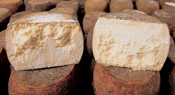 Il Gavoi pecorino  Cugusi